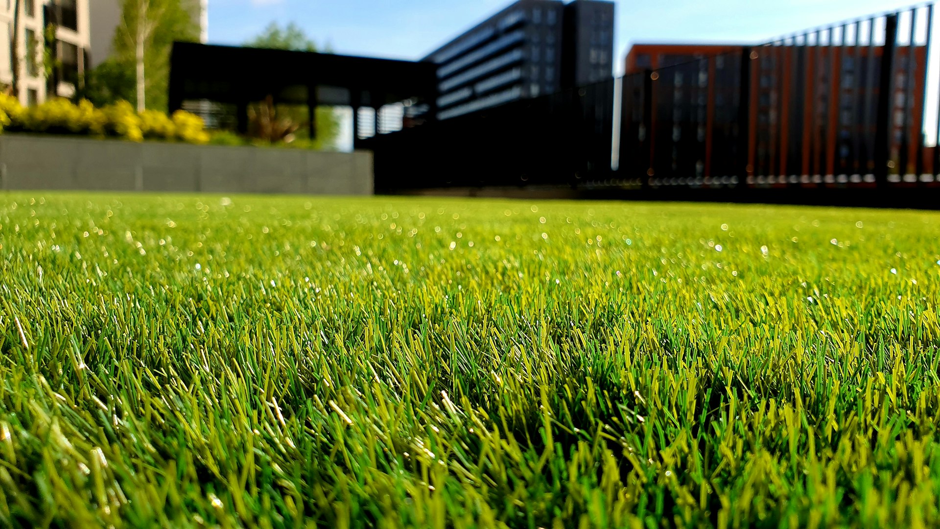Freshly maintained lawn in a Brisbane residential yard